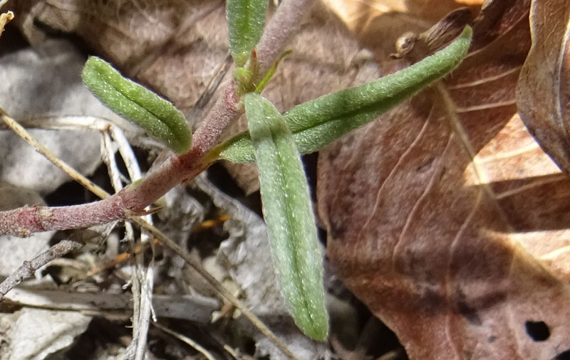 Helianthemum apenninum - Cistaceae